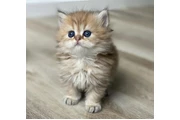 $200 : Persian Kittens Ready thumbnail
