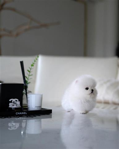 $300 : Pomeranians puppy image 2