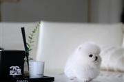 $300 : Pomeranians puppy thumbnail