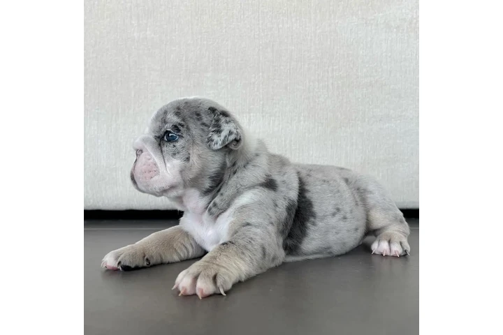 $350 : Cachorros Bulldog Inglés image 5