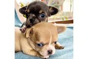 $350 : chihuahua en venta thumbnail