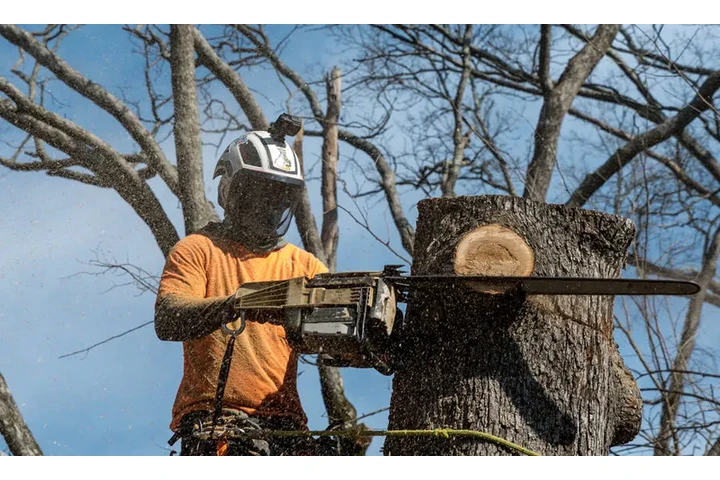 Your Yard, Our Expertise! image 8