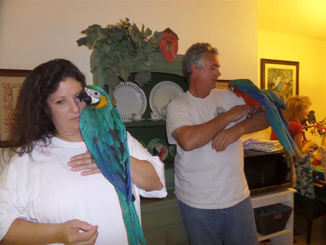 Macaw parrots ,Guacamayos Loro image 1