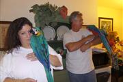Macaw parrots ,Guacamayos Loro en Los Angeles