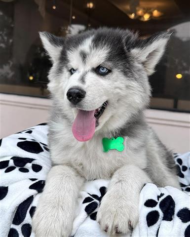 $350 : Cachorrito Husky image 2