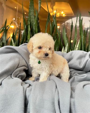 $350 : Cachorrito Poodle image 2