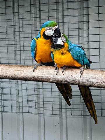 $700 : DNA papers Blue & Gold macaw. image 1