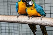 DNA papers Blue & Gold macaw. en Australia