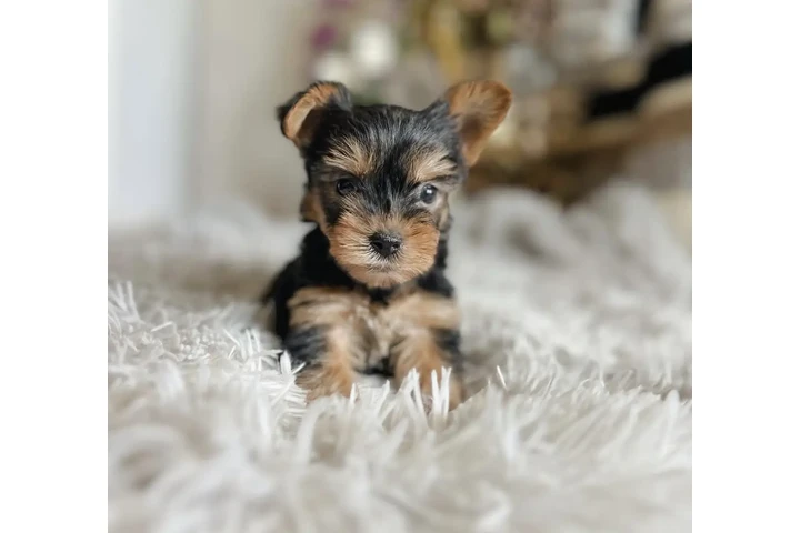 $300 : Pure Yorkie for sale image 1