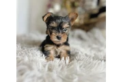 Pure Yorkie for sale en Tampa