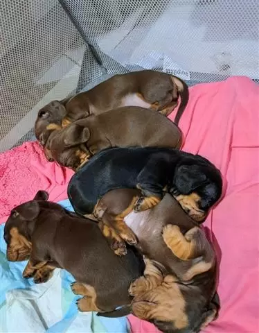 $500 : Cachorros Dachshund disponible image 2