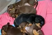 $500 : Cachorros Dachshund disponible thumbnail
