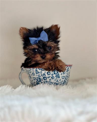 $350 : Yorkies a la venta image 2