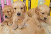 $500 : Golden Retriever Puppies thumbnail