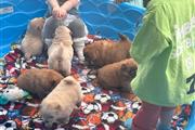 Cachorros Chow Chow de calidad en New York