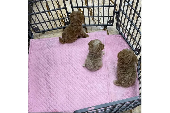 $350 : adorable Maltipoo image 1