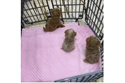 adorable Maltipoo en Los Angeles