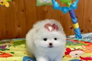 $500 : Teacup pomeranian thumbnail