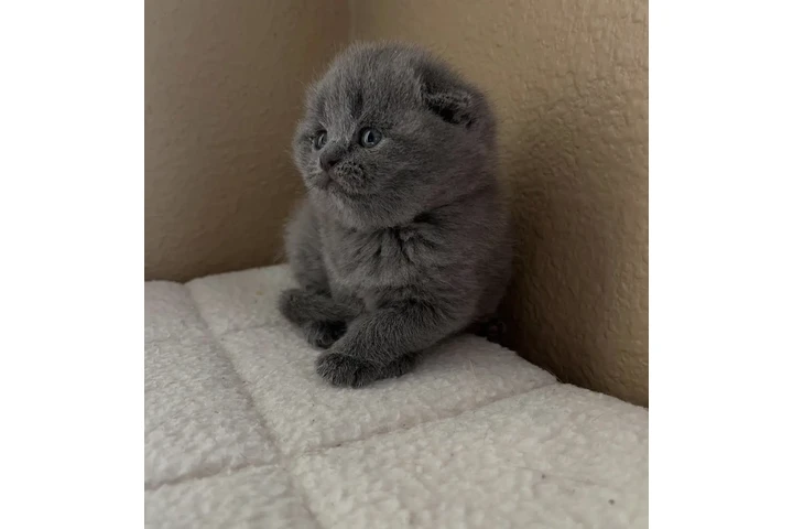 $210 : Boy and girl Scottish fold image 1