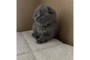 Boy and girl Scottish fold en Palm Springs