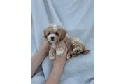 Maltipoo en Washington DC