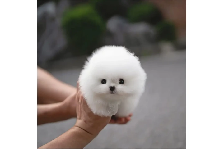 $350 : Pomerania taza de té image 1