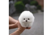Pomerania taza de té