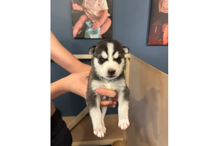Cachorros husky! image 2
