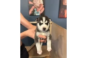 Cachorros husky! thumbnail
