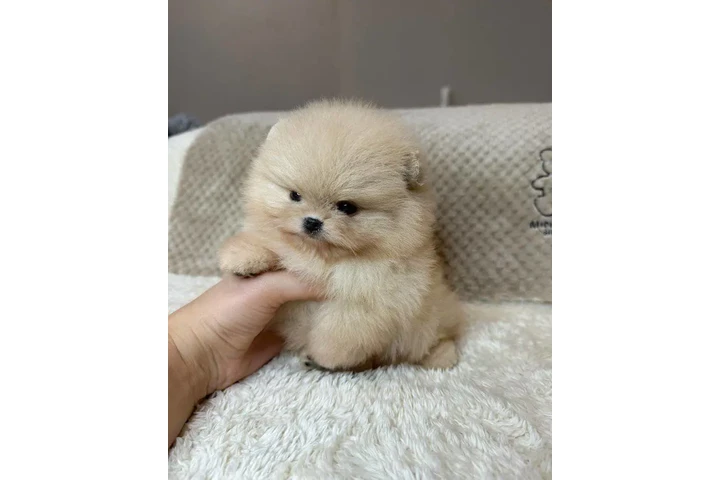 $350 : Pomerania en venta image 4