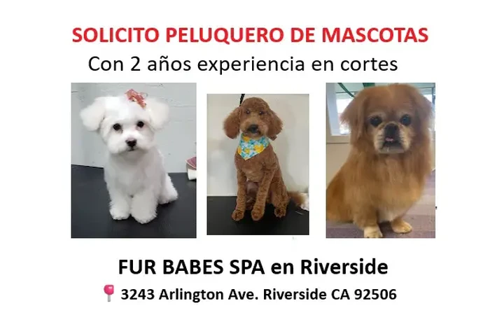 BUSCO PELUQUERO DE MASCOTAS📍 image 1