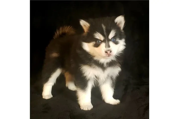 $400 : Cachorros de Pomsky y Husky image 4