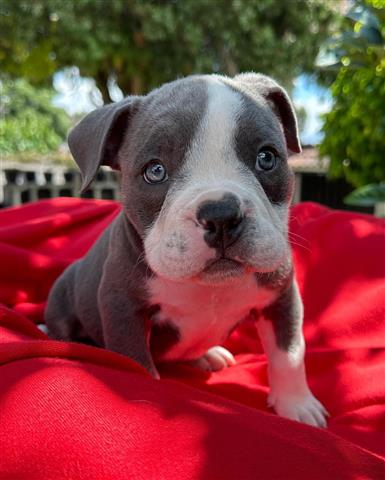 $350 : Cachorrita American Bully image 1