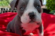 $350 : Cachorrita American Bully thumbnail