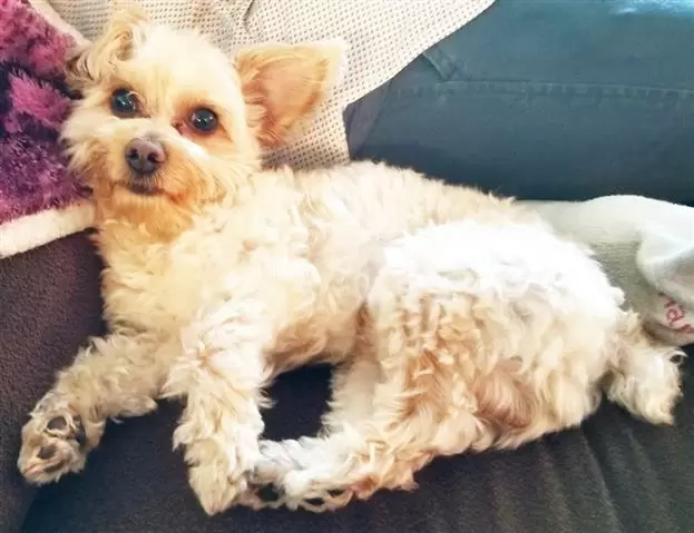 Female Yorkie Puppies. image 2