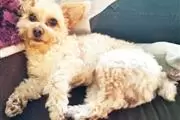 Female Yorkie Puppies. thumbnail
