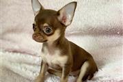 $250 : Chihuahua puppies for sale thumbnail