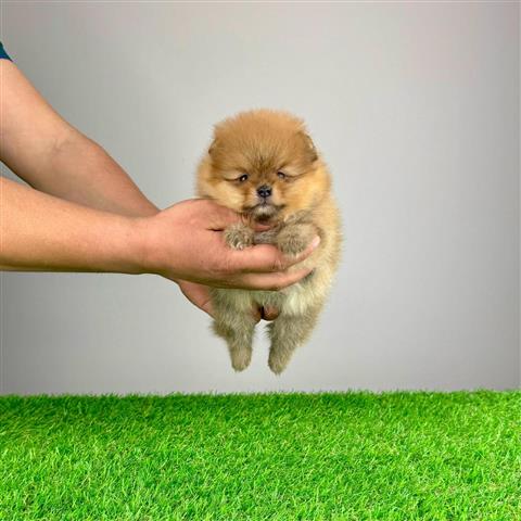 $510 : Male & female Pomeranian puppi image 3