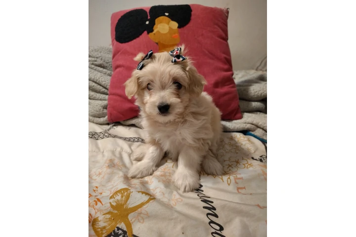 $380 : Shihtzu maltes female image 1