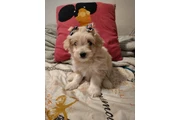 Shihtzu maltes female en Los Angeles