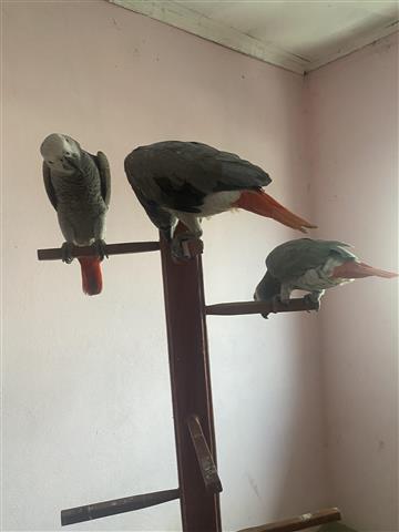 $750 : African Grey Parrots online image 3