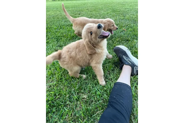 $350 : Cachorros Golden Retriever image 1