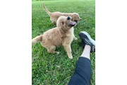 Cachorros Golden Retriever