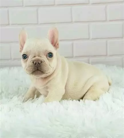 $300 : nice puppies for adoption// image 3