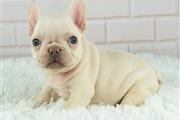 $300 : nice puppies for adoption// thumbnail