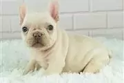 $300 : nice puppies for adoption// thumbnail