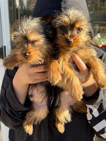 $500 : Hermosos cachorros de Yorkie image 1