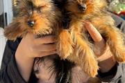 Hermosos cachorros de Yorkie en Fort Worth