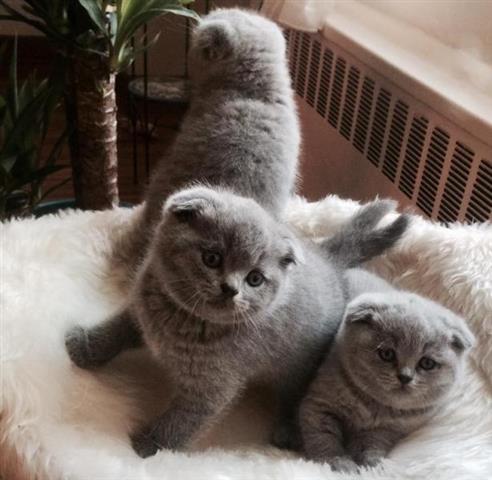 $250 : British shorthair kittens image 1