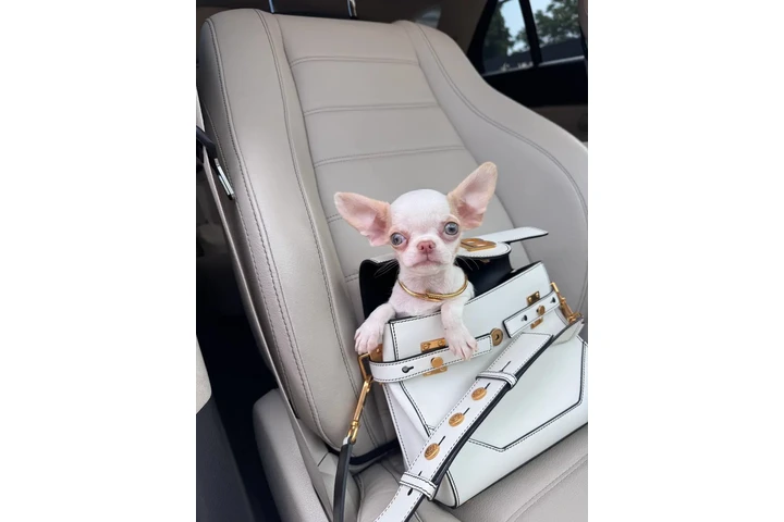 $300 : Teacup Chihuahua puppies image 2